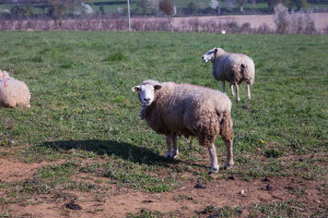 La ferme de M. Belair fournit en viande d'agneau la Boucherie de Malicorne