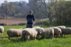 Troupeau de moutons et d'agneaux pour la Boucherie Boul