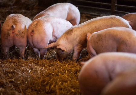 Pour la boucherie Boul de Malicorne, les porcs sont élevés sur paille