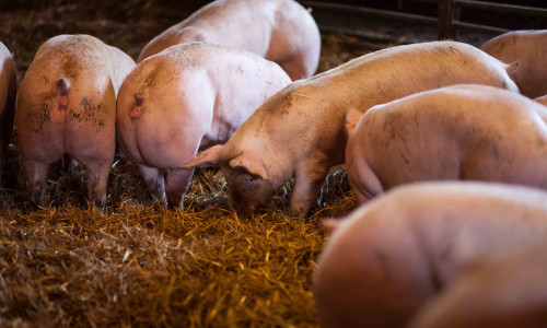 Pour la boucherie Boul de Malicorne, les porcs sont élevés sur paille