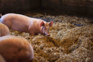 Le porc est élevé avec respect et tradition