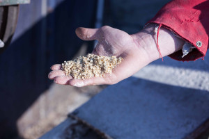 Les céréales sont aplaties pour nourrir les porcs destinés à la Boucherie Boul