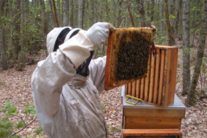pression à froid du miel extrait et en vente à la charcuterie de Malicorne